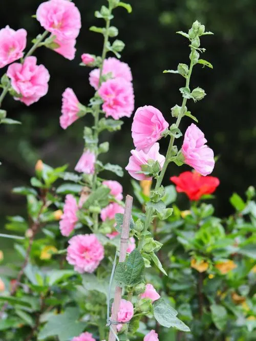 South China Botanical Garden