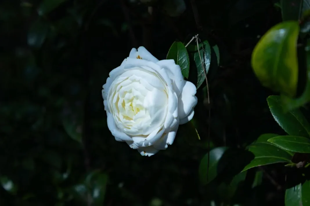 South China Botanical Garden