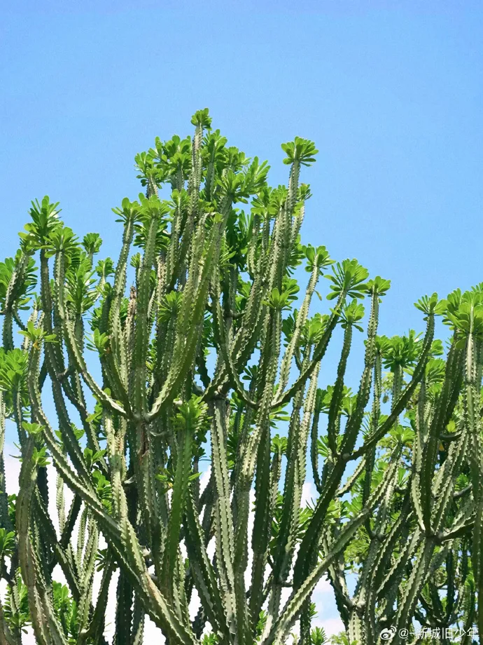 South China Botanical Garden