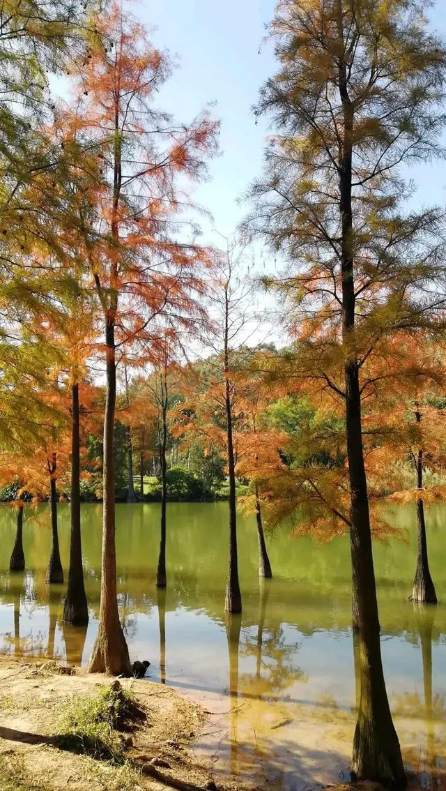 South China Botanical Garden