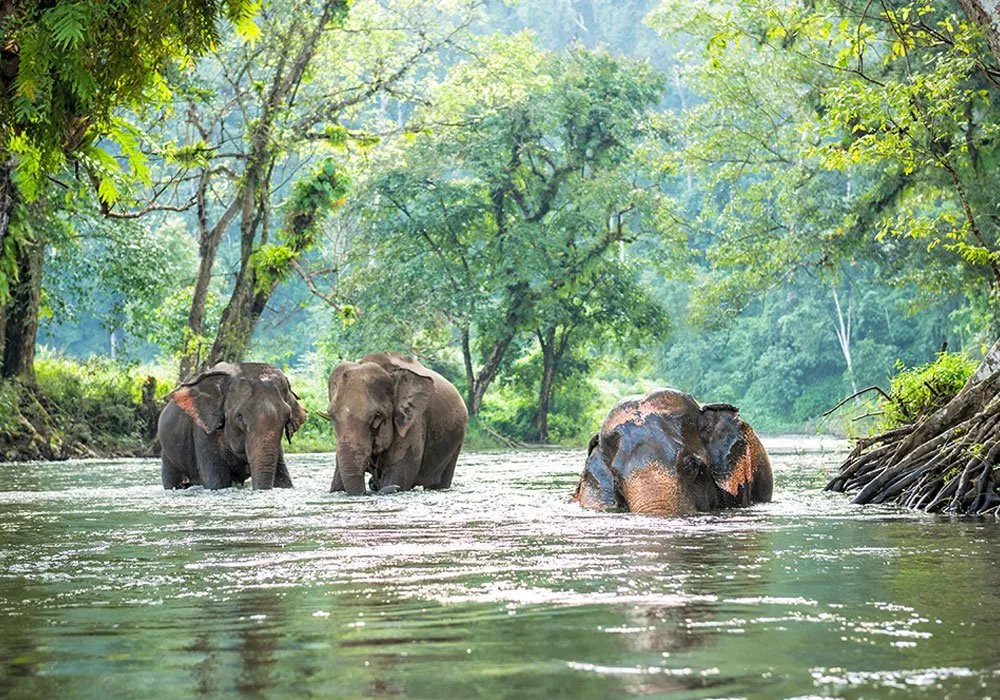 Sustainable Travel Cardamom Mountains