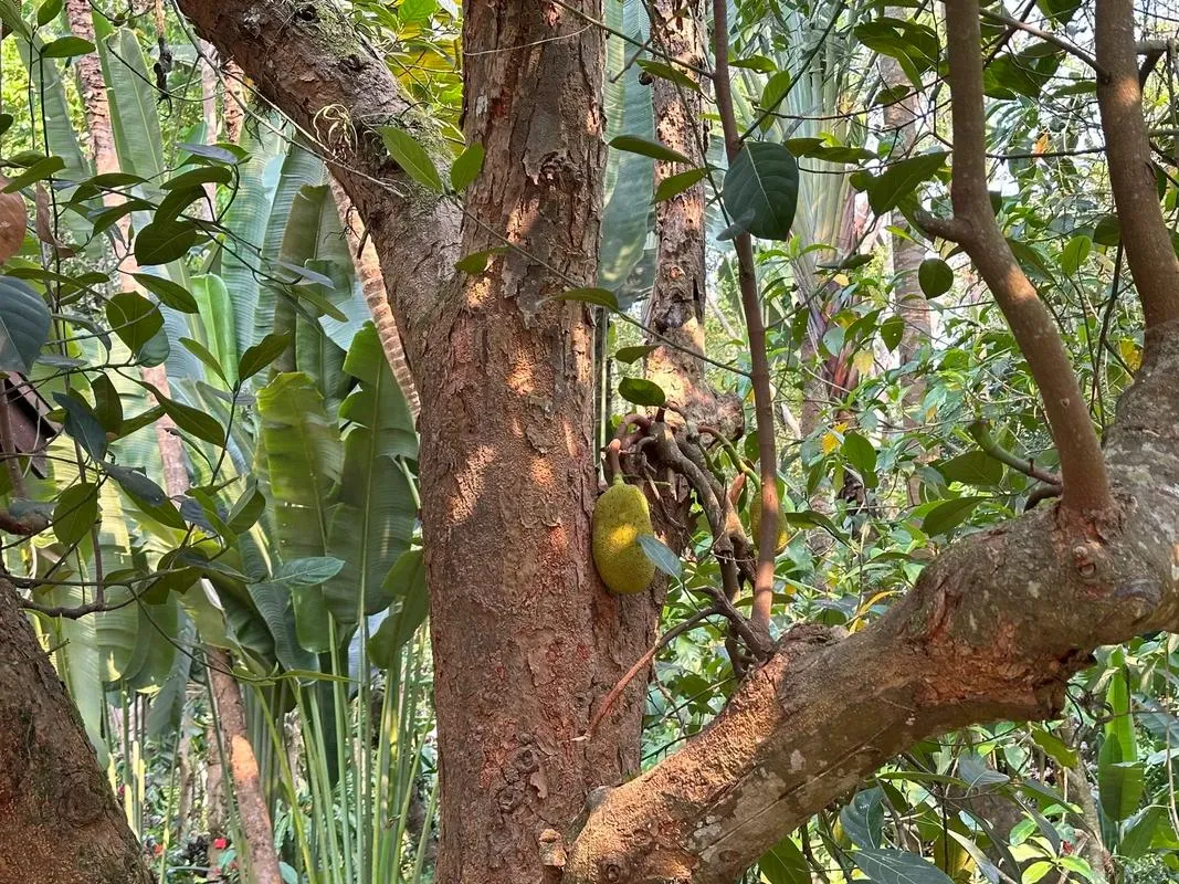 Xishuangbanna Tropical Botanical Garden