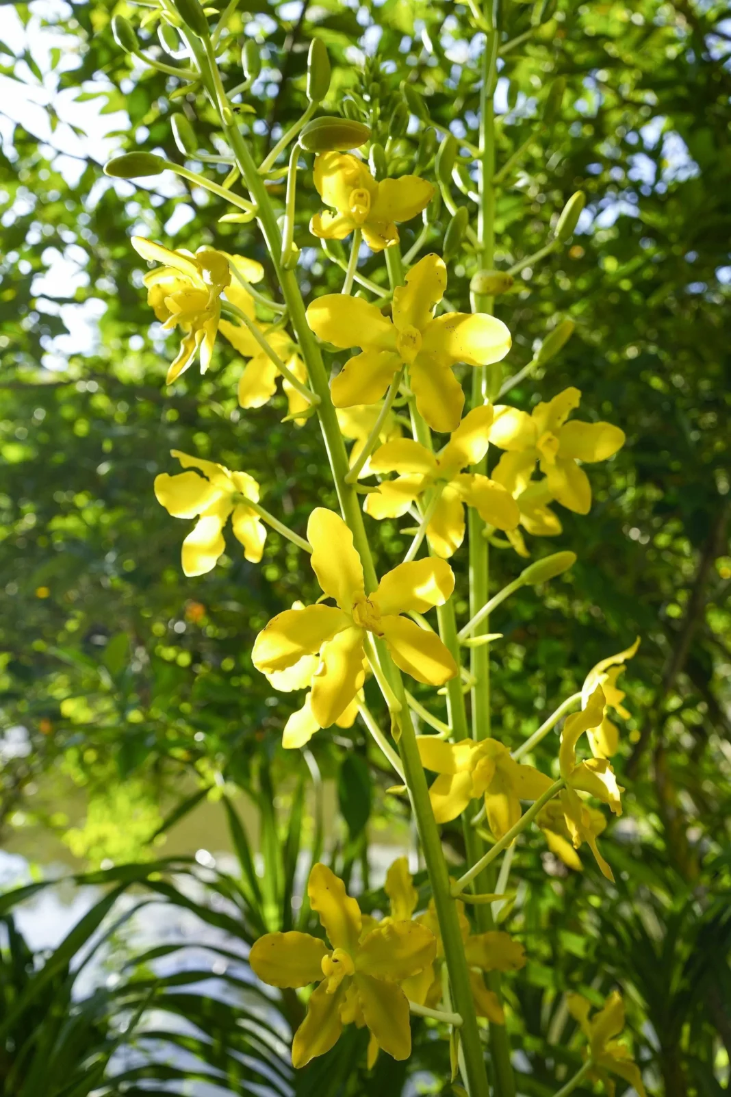 Xishuangbanna Tropical Botanical Garden