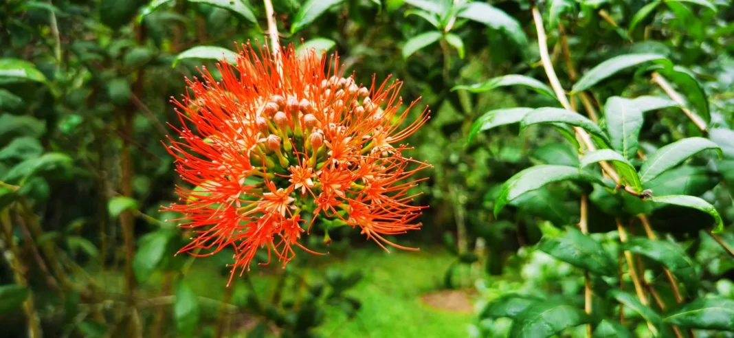 Xishuangbanna Tropical Botanical Garden