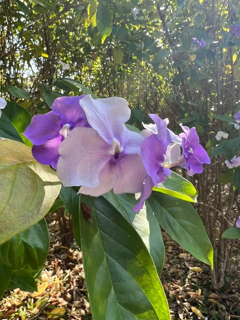 Xishuangbanna Tropical Botanical Garden