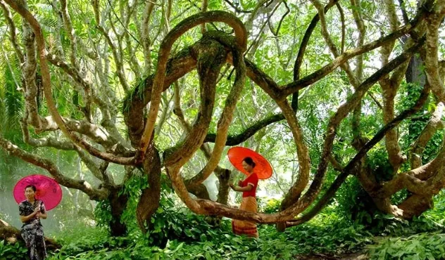 Xishuangbanna Tropical Botanical Garden