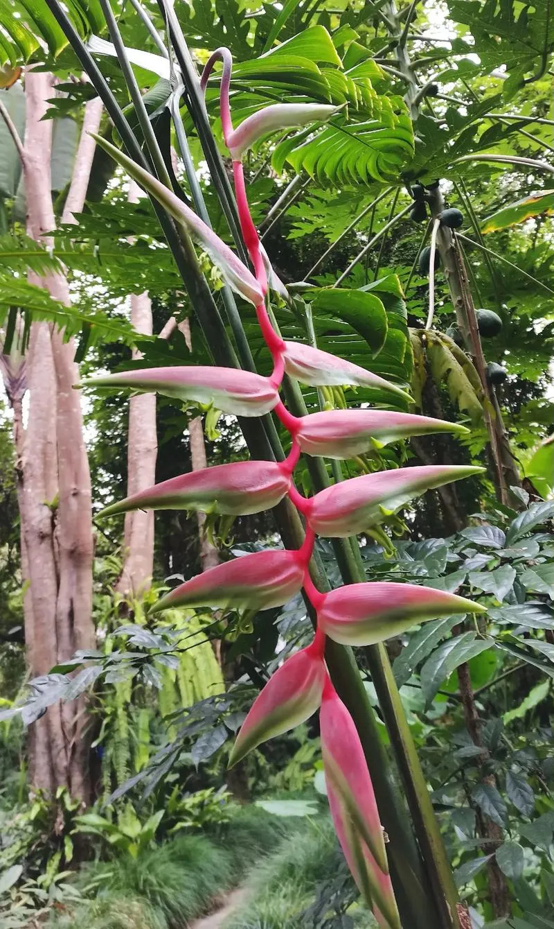 Xishuangbanna Tropical Botanical Garden