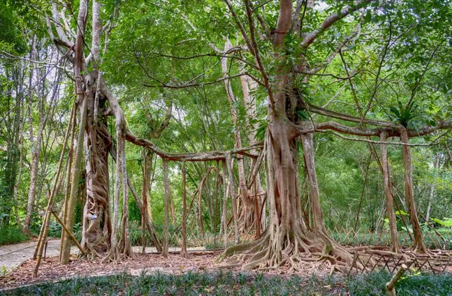 Xishuangbanna Tropical Botanical Garden