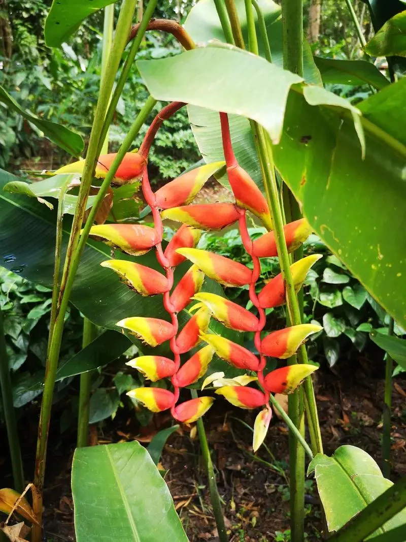 Xishuangbanna Tropical Botanical Garden