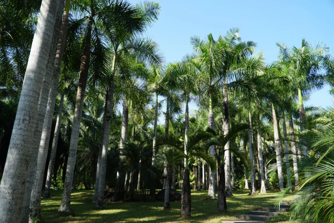 Xishuangbanna Tropical Botanical Garden