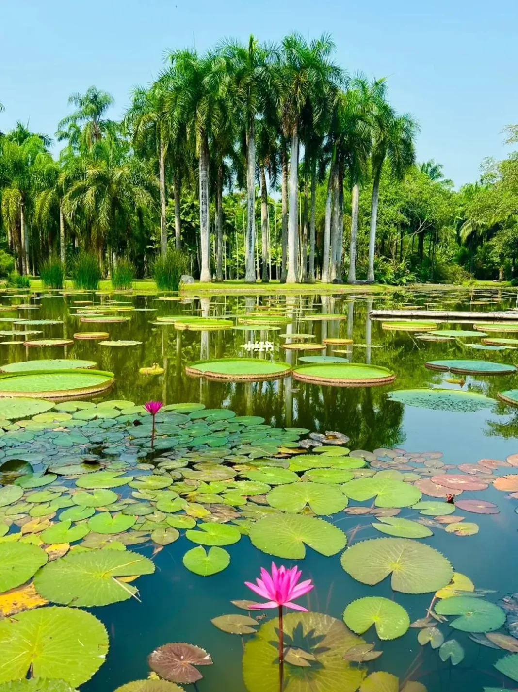 Xishuangbanna Tropical Botanical Garden