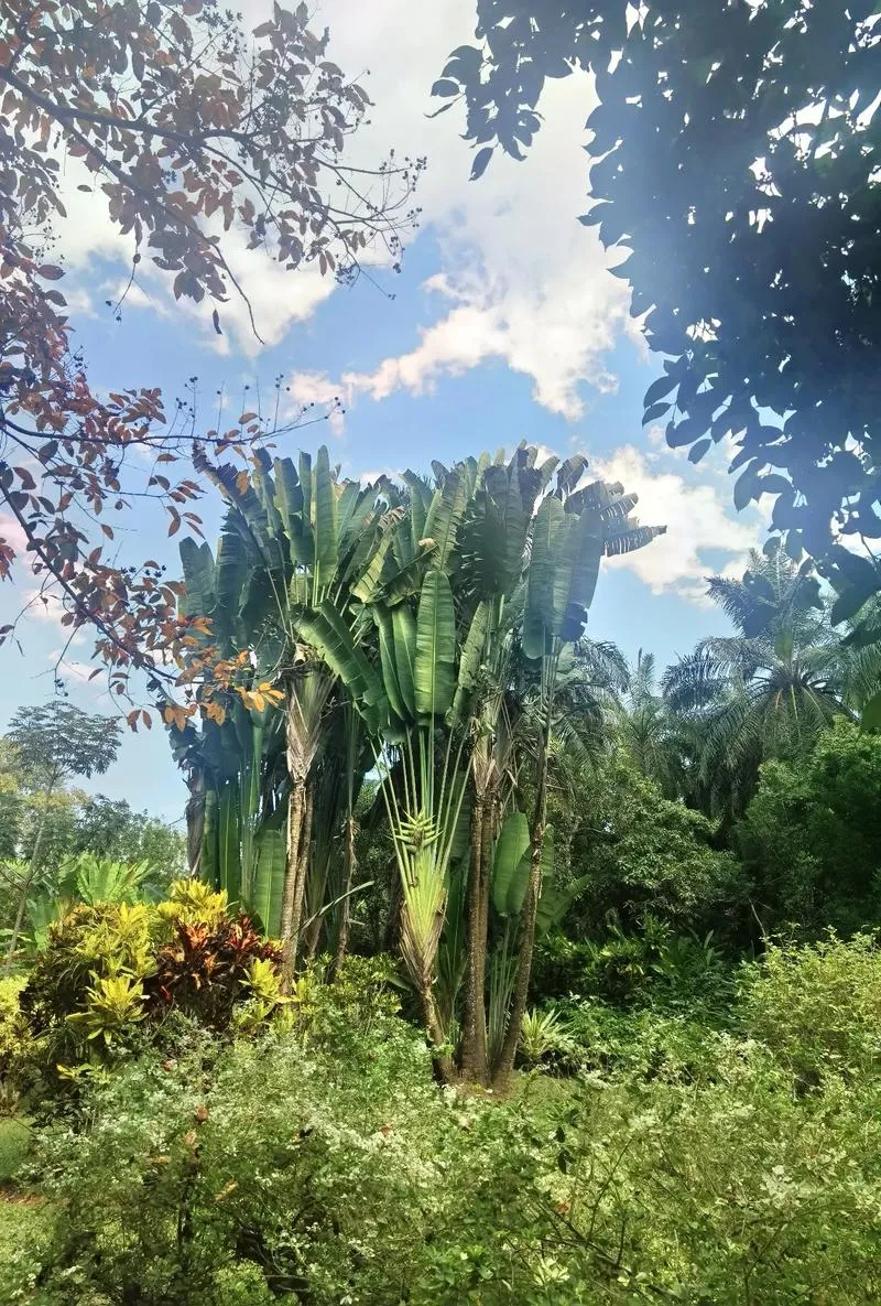 Xishuangbanna Tropical Botanical Garden