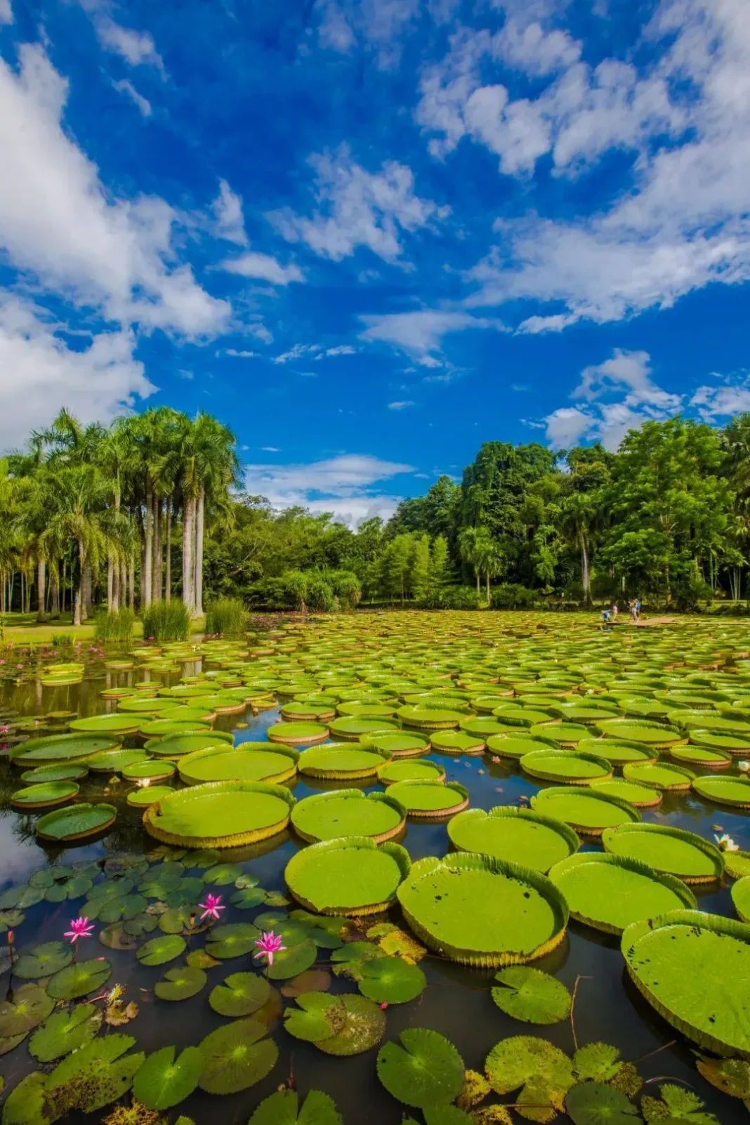 Xishuangbanna Tropical Botanical Garden