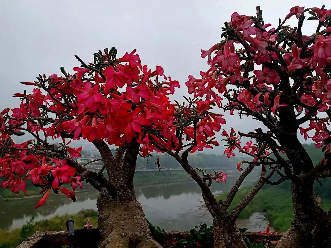 Xishuangbanna Tropical Botanical Garden