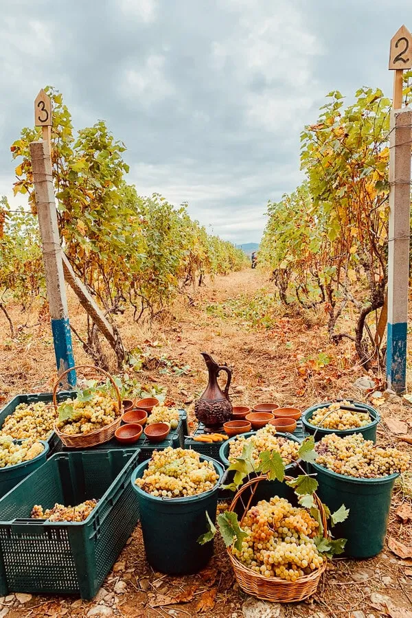 Rtveli grape harvest festival