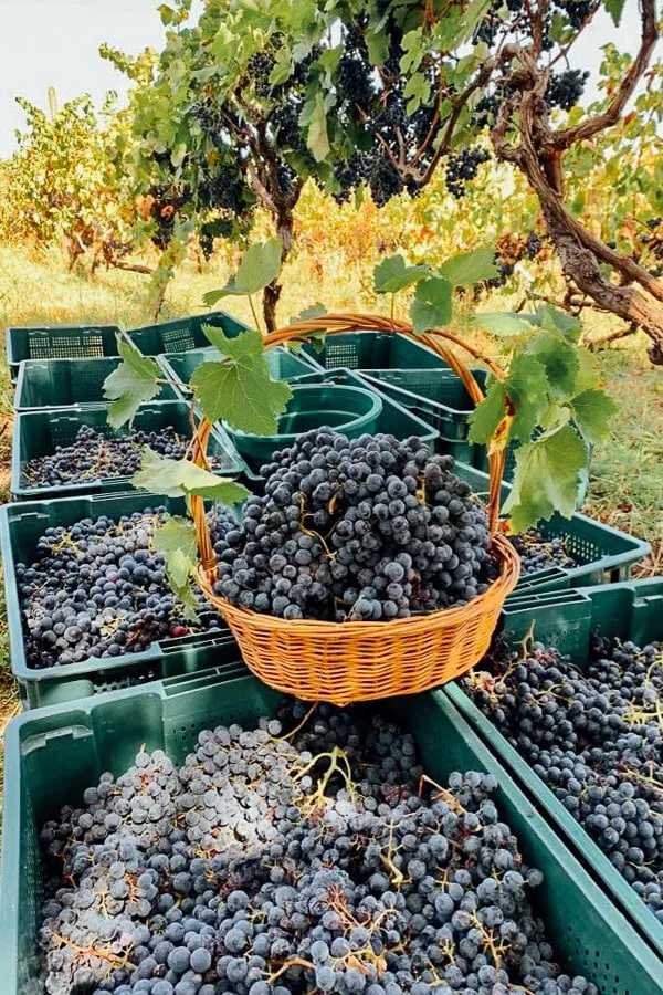 Rtveli grape harvest festival