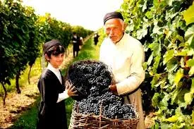 Rtveli grape harvest festival