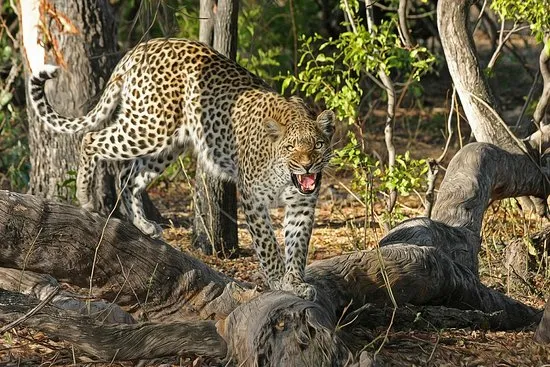 Jim Corbett National Park