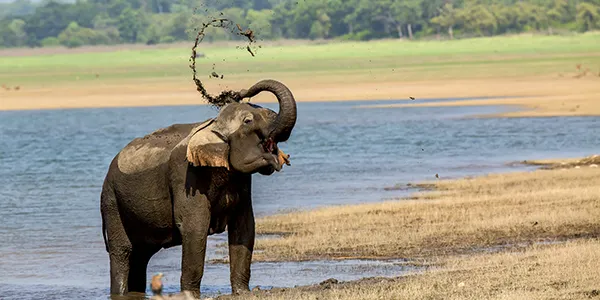 Jim Corbett National Park