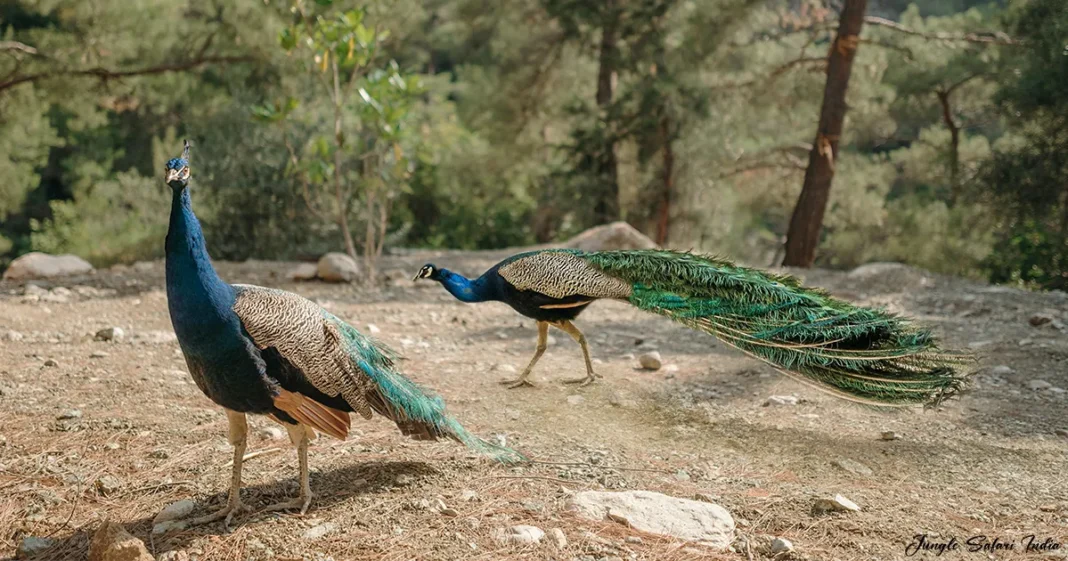 Jim Corbett National Park