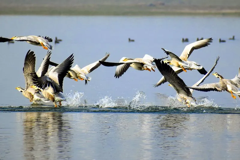 Jim Corbett National Park