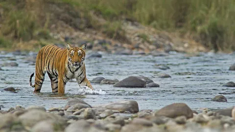 Jim Corbett National Park