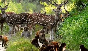 Jim Corbett National Park