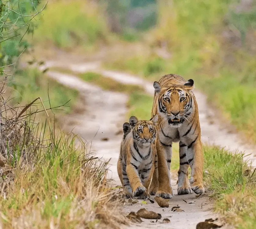 Jim Corbett National Park