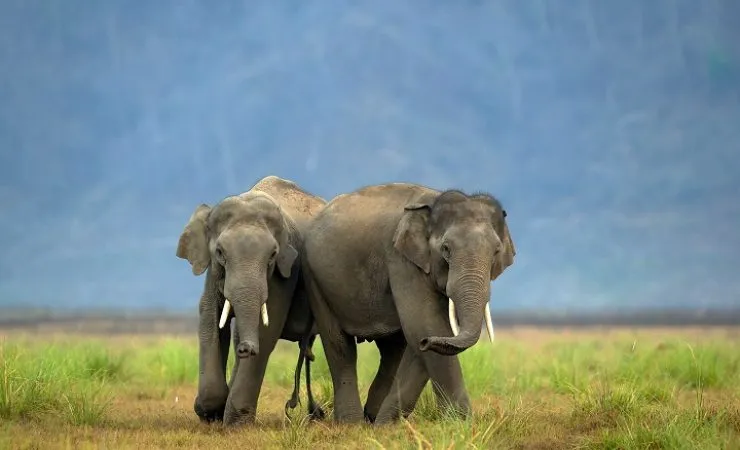 Jim Corbett National Park