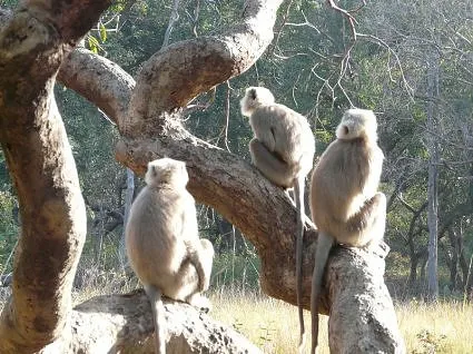 Jim Corbett National Park