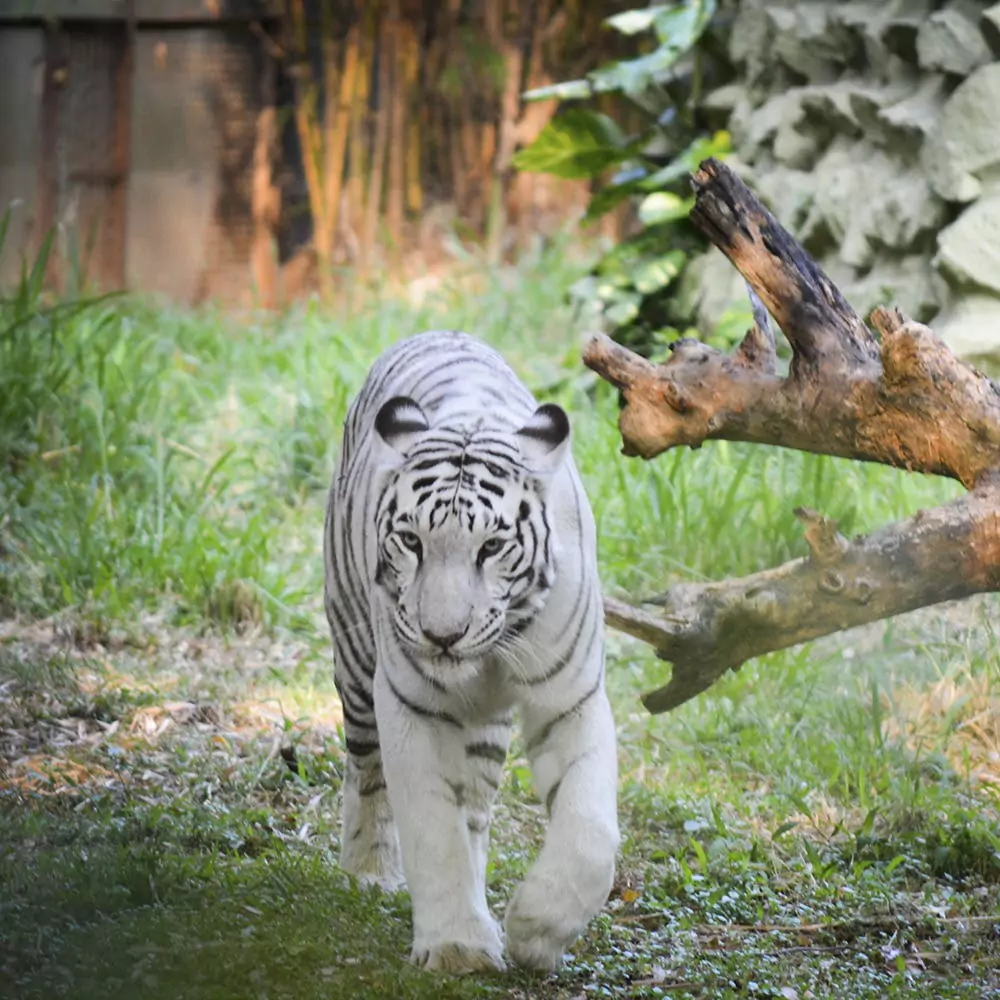 Mysore Zoo