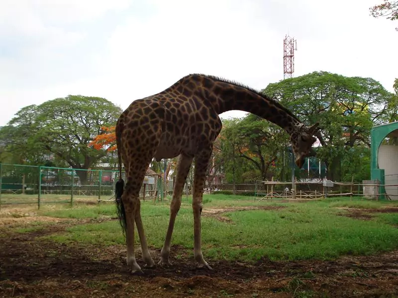 Mysore Zoo