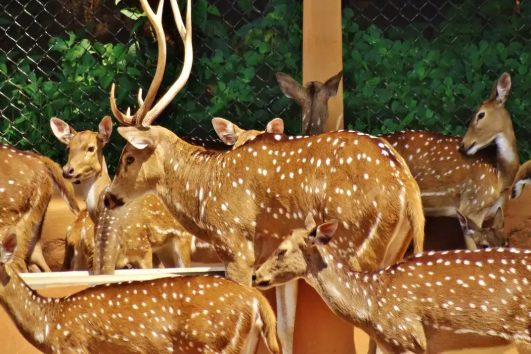 Mysore Zoo