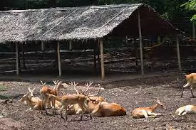 Mysore Zoo