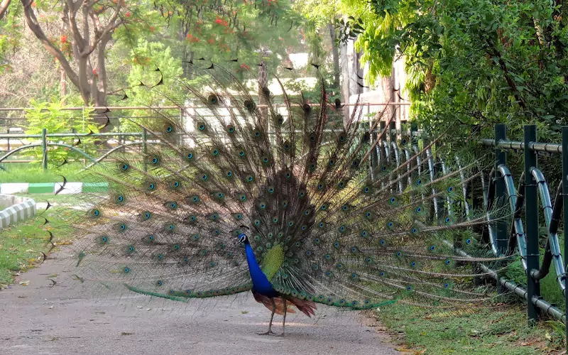 Mysore Zoo