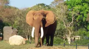 Mysore Zoo