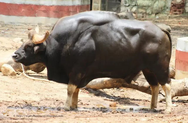 Mysore Zoo