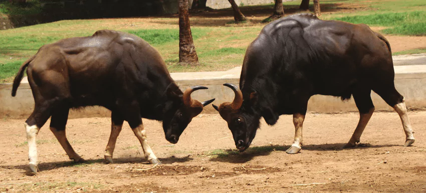 Mysore Zoo