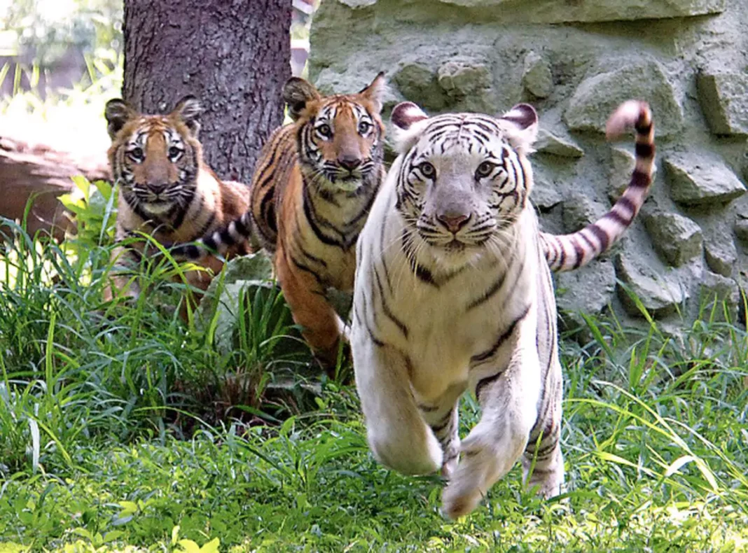 Mysore Zoo