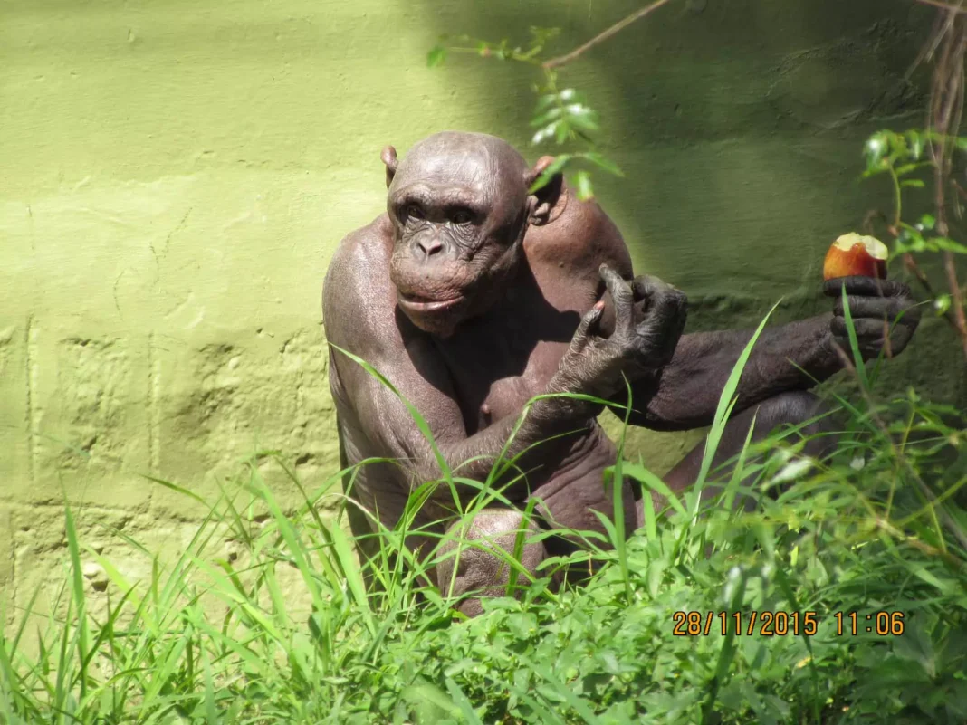 Mysore Zoo