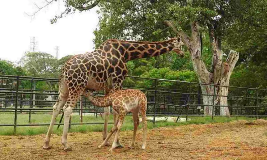 Mysore Zoo