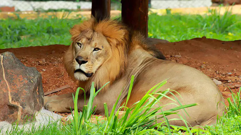 Mysore Zoo