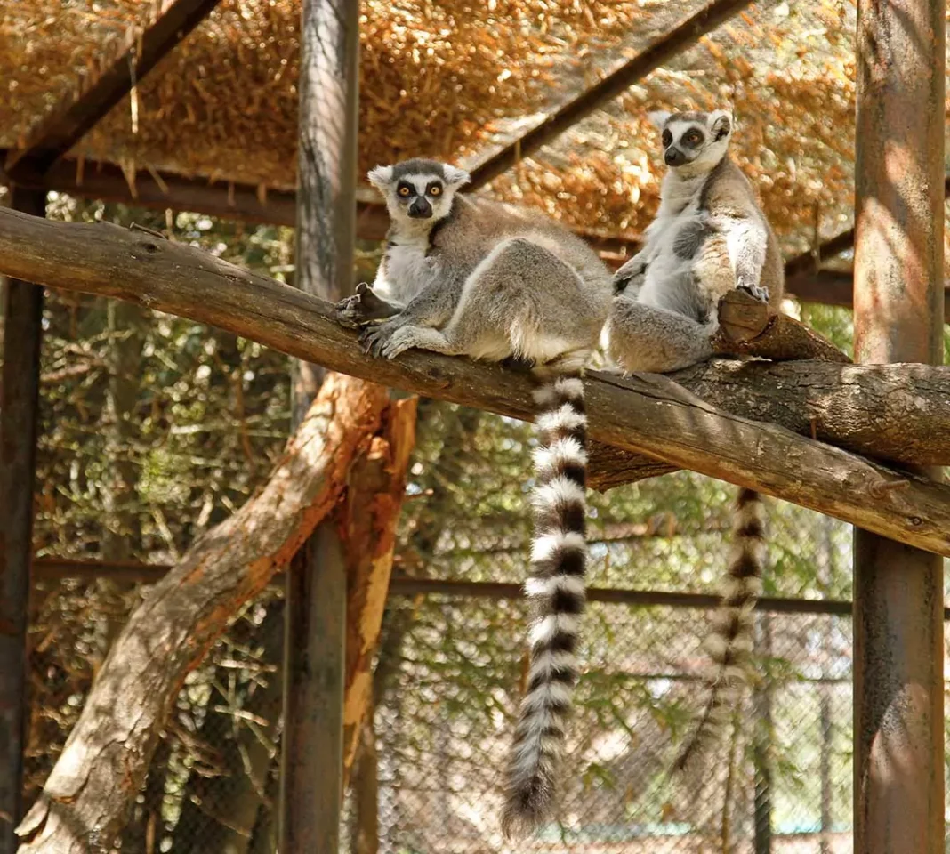 Mysore Zoo