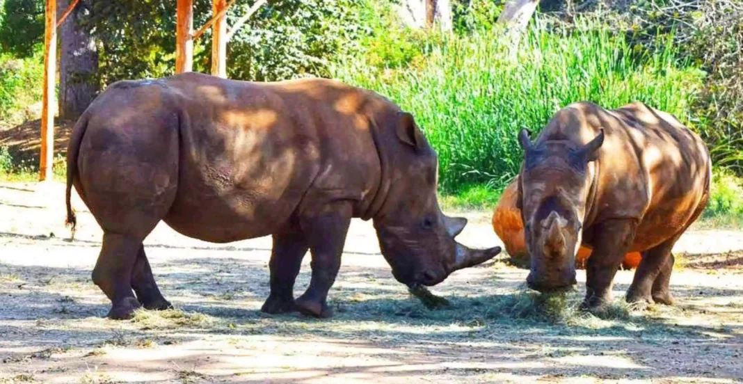 Mysore Zoo