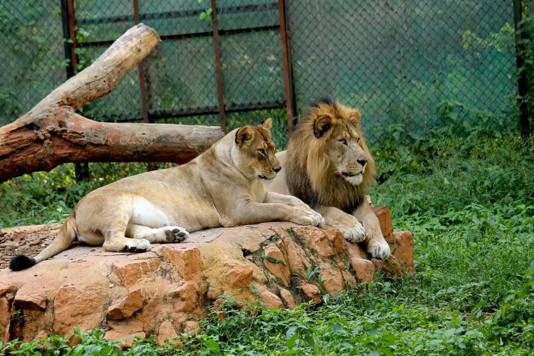 Mysore Zoo