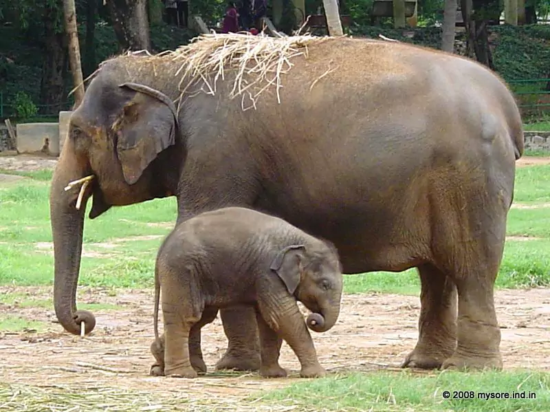 Mysore Zoo