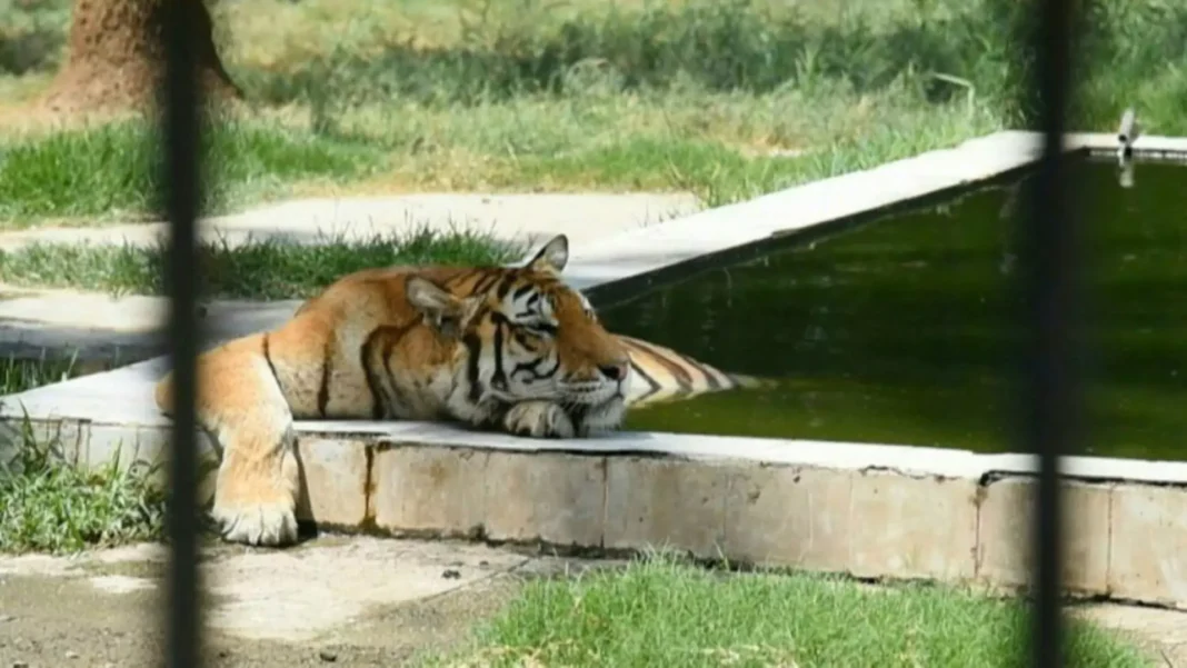 Baghdad Zoo