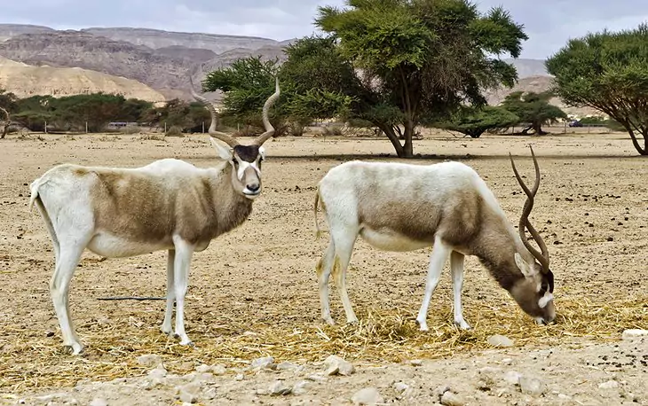 Eilat Wildlife Viewing