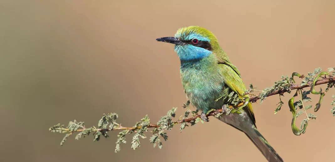 Eilat Wildlife Viewing