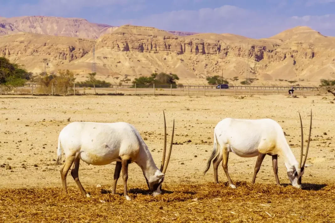 Eilat Wildlife Viewing